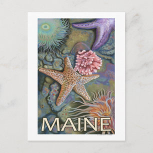 MaineTidepool Scene Vykort