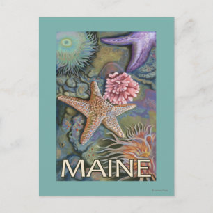 MaineTidepool Scene Vykort