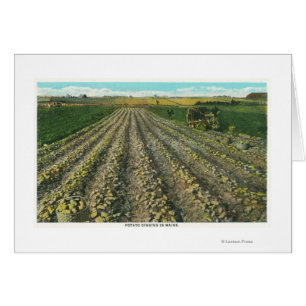 MaineView of a Potato Farm in Maine Hälsningskort