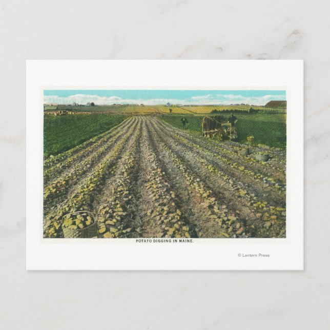 MaineView of a Potato Farm in Maine Vykort (Framsida)