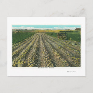 MaineView of a Potato Farm in Maine Vykort