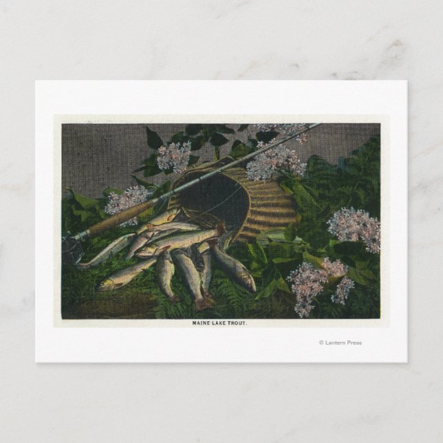 MaineView om en Nicefångst av Maine Sjö Trout Vykort (Framsida)