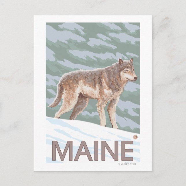 MaineWolf Scen Vykort (Framsida)