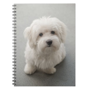 Maisie bomull de Tulear Valp Anteckningsbok