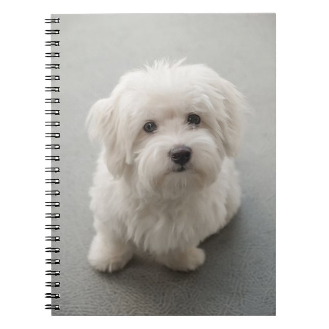 Maisie bomull de Tulear Valp Anteckningsbok (Framsidan)