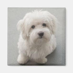 Maisie bomull de Tulear Valp Magnet