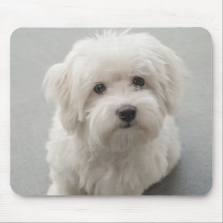 Maisie bomull de Tulear Valp Musmatta
