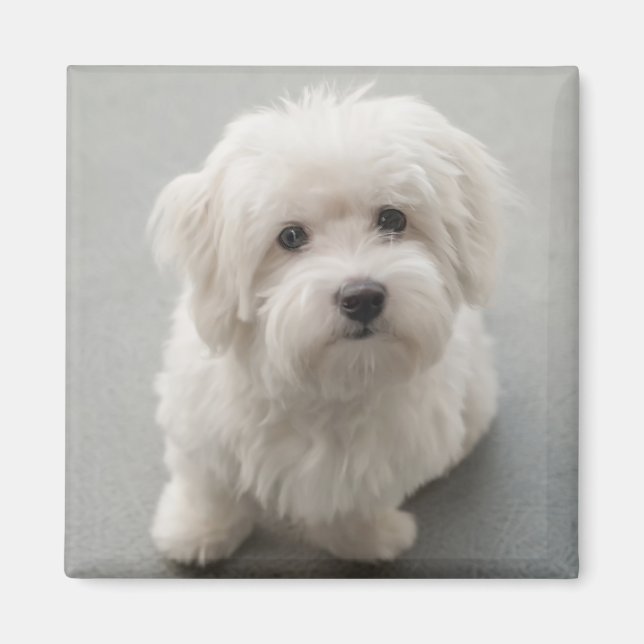 Maisie Coton de Tulear Puppy Magnet (Framsidan)