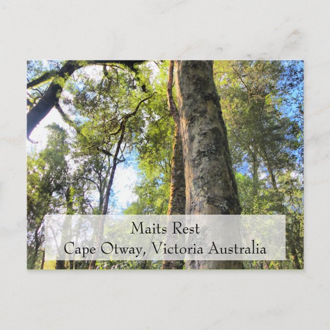 Maits Rest Rainforest Walk Cape Otway Victoria AU Vykort (Framsida)