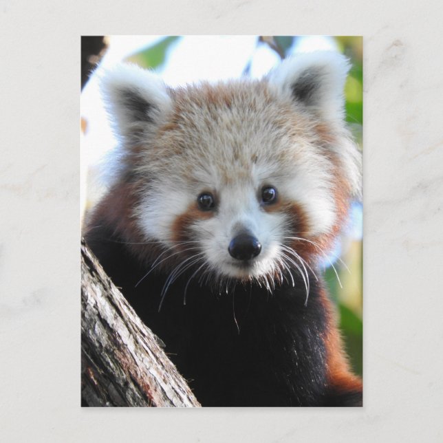 Maiya Red Panda Vykort (Framsida)