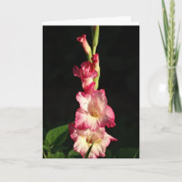 Maj din hjärta är glad, Gladiola