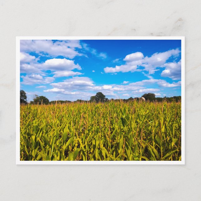 Maj fält under blå himmel - fotovykort vykort (Framsida)