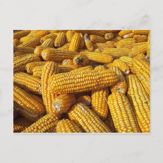 Maj Harvest Vykort (Framsida)