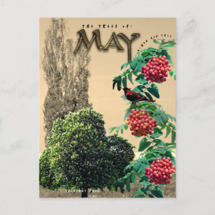 Maj månad Träd Chestnut Rowan Ash, Poplar 2 Vykort