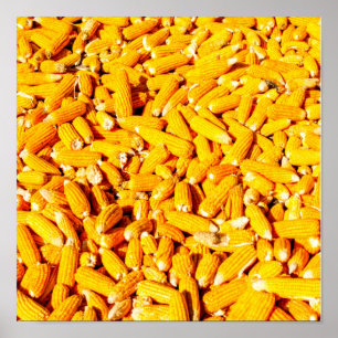 Maj om Cob Poster