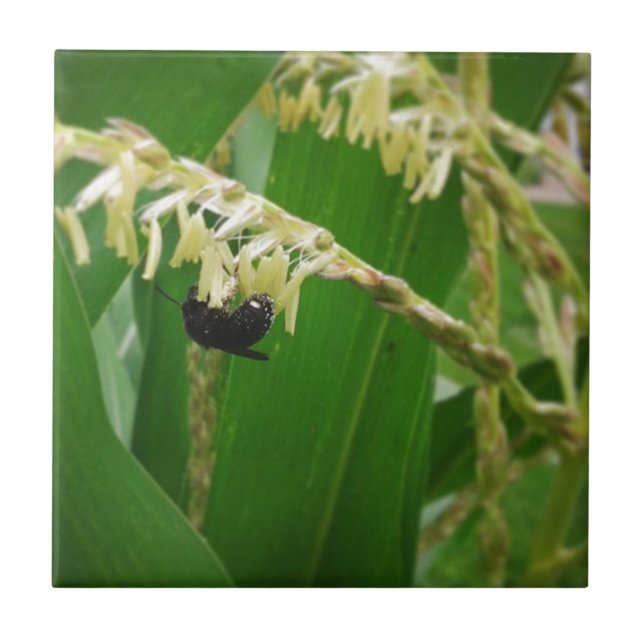 Maj pollen är yummin till bina i dag. kakelplatta (Framsidan)