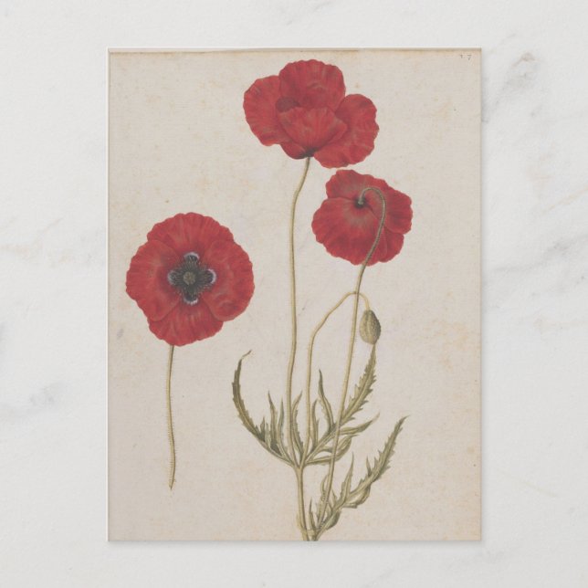 Maj Poppies av Jacques de Morgues Vykort (Framsida)