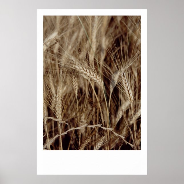 Maj Poster (Framsidan)