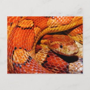 Maj Snake Vykort