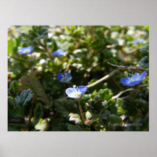 Maj Speedwell 1 Poster