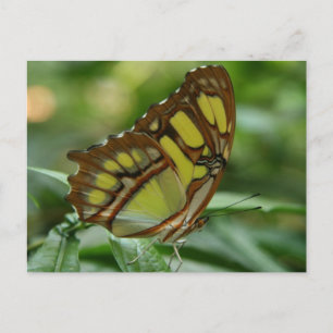 Majakit Butterfly-vykort Vykort