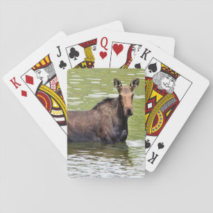 Majestät Casinokort