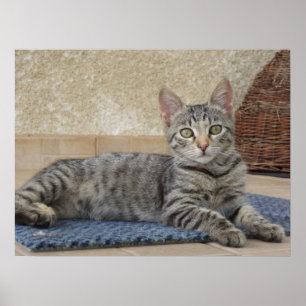 Majestätig kattunge poster