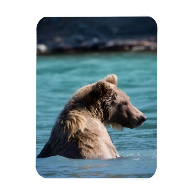 Majestätisk Alaskansk Brunbjörn Magnet (Vertikal)
