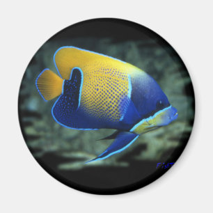Majestätisk ängelfisk magnet