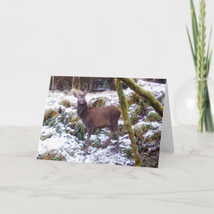 Majestätisk hjort i rödbrun päls mitt i snöig skog kort