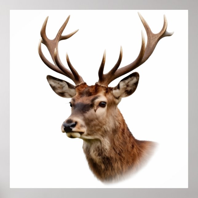 Majestätisk hjort med stora horn poster (Framsidan)
