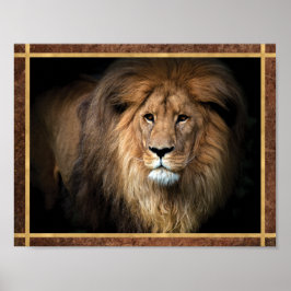 Majestätisk Lejon Foto Poster