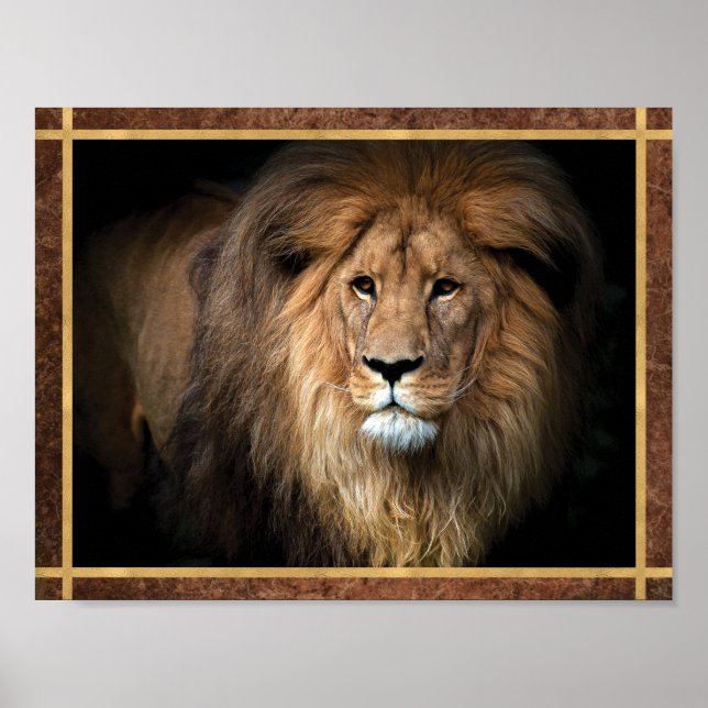Majestätisk Lejon Foto Poster (Framsidan)