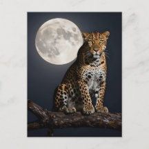 Majestätisk leopard och fullmåne