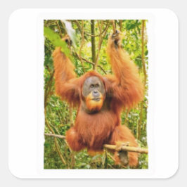 Majestätisk Orangutang Regnskogsvaktare Klistermär Fyrkantigt Klistermärke