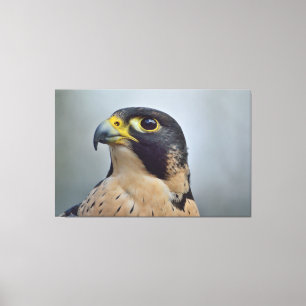 Majestätisk Peregrine falk Canvastryck