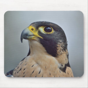 Majestätisk Peregrine falk Musmatta