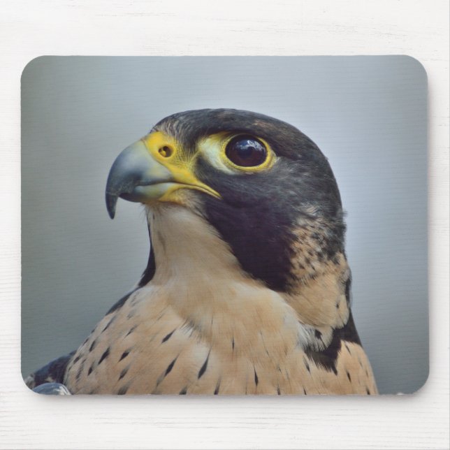 Majestätisk Peregrine falk Musmatta (Framsidan)