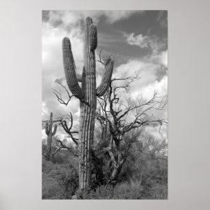Majestätisk Saguarokaktus (b/w) Poster