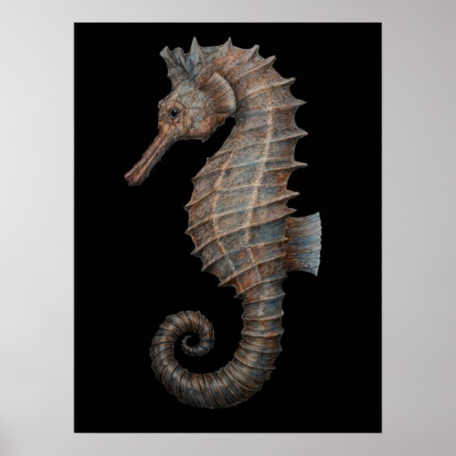 Majestätisk sjöhästar poster (Framsidan)