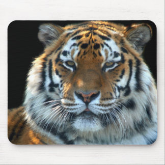 Majestätisk Sumatran tiger Musmatta