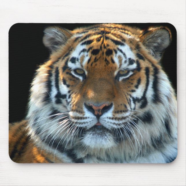 Majestätisk Sumatran tiger Musmatta (Framsidan)