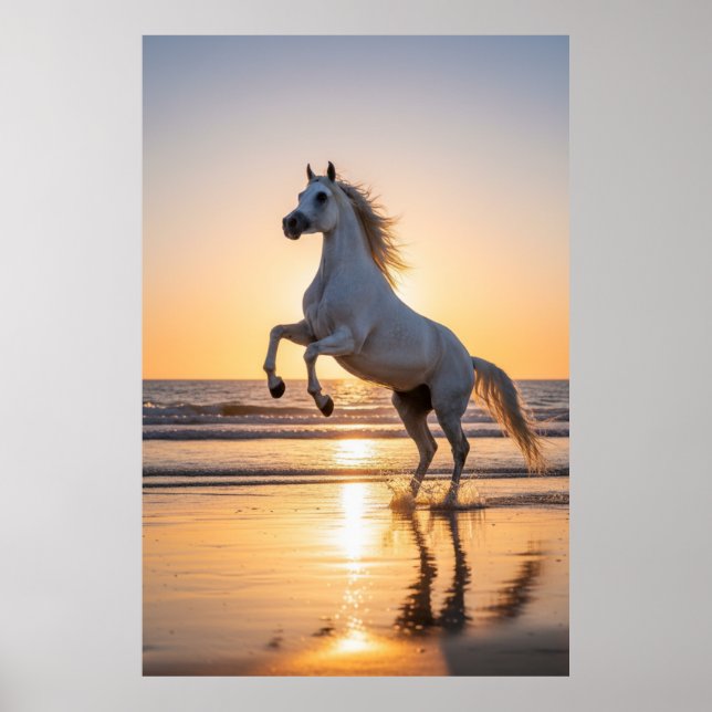 Majestätisk vit arabisk häst Solnedgång Strand Poster (Framsidan)