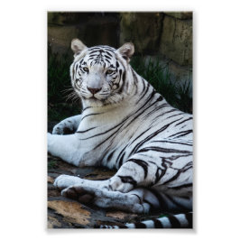 Majestätisk vit bengalisk tiger fototryck