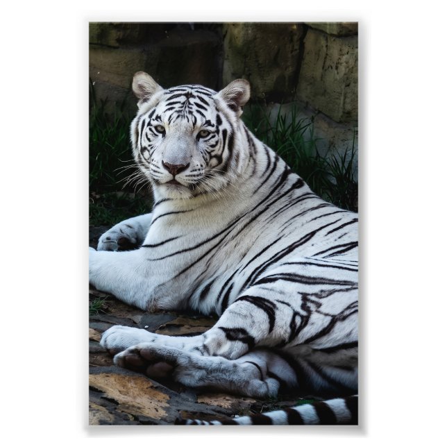 Majestätisk vit bengalisk tiger fototryck (Framsidan)