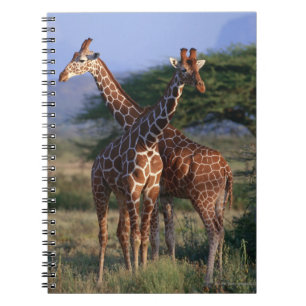 Majestätiska giraff anteckningsbok