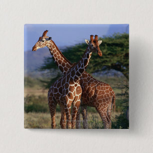 Majestätiska giraff knapp
