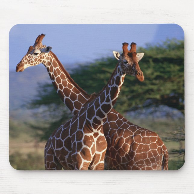Majestätiska giraff musmatta (Framsidan)