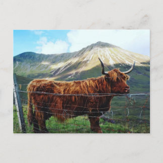 Majestätiskt Highland Cow vykort