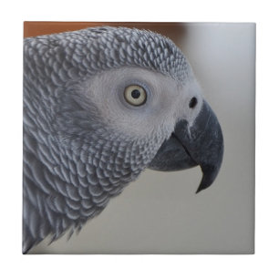 Majestic African Grått Parrot Kakelplatta